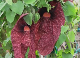 aristolochia gigantea 12
